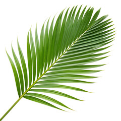 A long and elegant green palm leaf, isolated on white or transparent PNG. Perfect for tropical, summer, and nature-inspired designs.