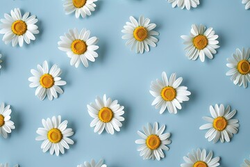 Fototapeta premium Chamomile flowers arranged flat on a blue background creating a pattern of natural beauty in spring and summer Generative AI