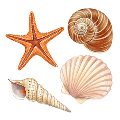 A beautiful assortment of seashells and starfish isolated on white or transparent png. Perfect for summer, beach vacations, marine-themed designs, and tropical decorations.
