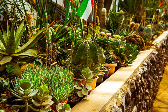 Cactus garden greenhouse - Powered by Adobe