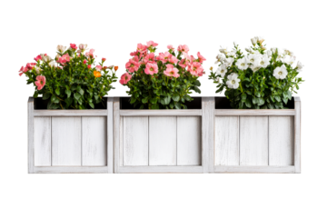 Vibrant flower boxes for decoration