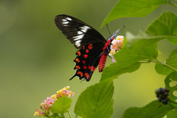 Atrophaneura Hector, the crimson rose on flower at green background. Photo from Nilaveli in Sri...