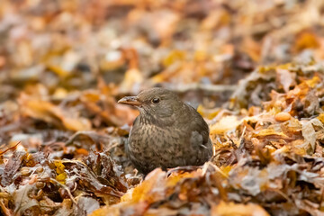 Blackbird (Turdus merula)