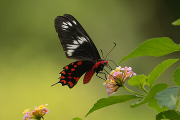 Atrophaneura Hector, the crimson rose on flower at green background. Photo from Nilaveli in Sri...