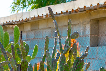 Obraz premium Close-up of a prickly pear cactus with emerging flowers against a red brick wall background, displaying nature in an urban setting.