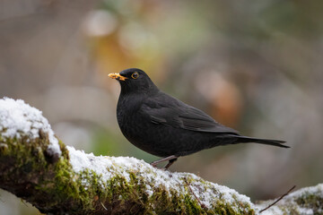 Blackbird (Turdus merula)
