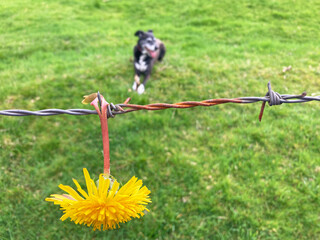 flor amarilla diente de león colgada enganchada en una alambrada de espinos con fondo verde de...