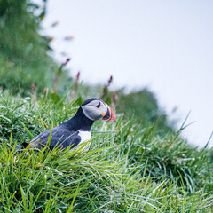 Atlantic puffin among lush green grass in Borgafjordur Eystri, East Iceland...