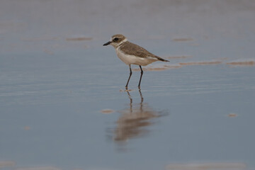 Kentish plover - Anarhynchus alexandrinus on sand with reflection and blue sea water in background, Photo from Nilaveli Beach in Sri Lanka. A. a. seebohmi.	