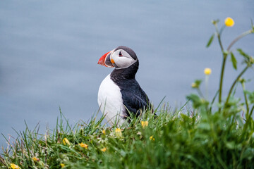 Atlantic puffin among lush green grass in Borgafjordur Eystri, East Iceland...