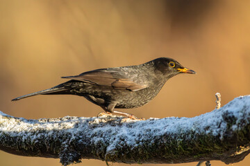 Blackbird (Turdus merula)