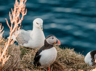 Atlantic puffin and northern fulmar perched on coastal cliffs in Borgafjordur Eystri, Iceland...