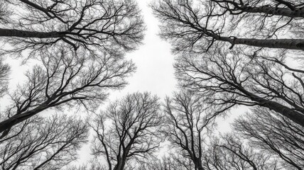 Leafless Trees Viewed from Below in Black and White