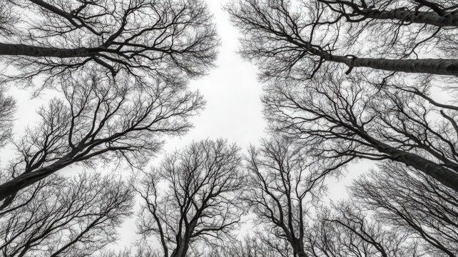Leafless Trees Viewed from Below in Black and White - Powered by Adobe