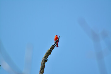 red cardinal sitting on a branch