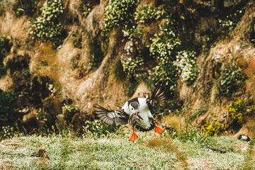 Atlantic puffin in flight carrying fish in its beak in Borgafjordur Eystri, Iceland...