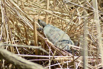 turtle in the marsh