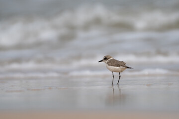 Kentish plover - Anarhynchus alexandrinus on sand with sea water in background, Photo from Nilaveli Beach in Sri Lanka. Copy space left. A. a. seebohmi.