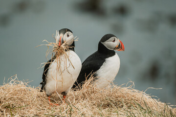 Atlantic puffin gathering nesting material on a cliff in Borgafjordur Eystri, Iceland..