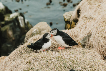 Two Atlantic puffins engaging in bonding behavior on a grassy cliff in Borgafjordur Eystri, Iceland...