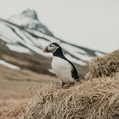 Atlantic puffin perched on grassy hill with snowy mountains in Borgafjordur Eystri, Iceland...