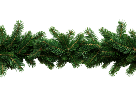 Green pine branches on clear bg