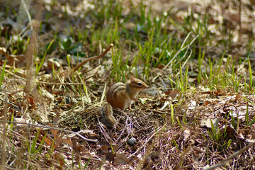 chipmunk sitting on the grass