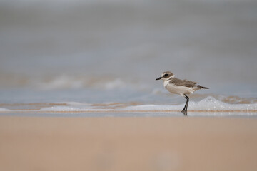 Kentish plover - Anarhynchus alexandrinus on sand with blue sea water and sand in background, Photo from Nilaveli Beach in Sri Lanka. Copy space right. A. a. seebohmi.. Copy space on left.