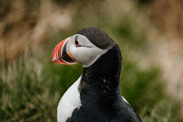 Close-up of an Atlantic puffin in Borgafjordur Eystri, East Iceland...