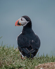 Atlantic puffin standing on a grassy cliff in Borgafjordur Eystri, Iceland...