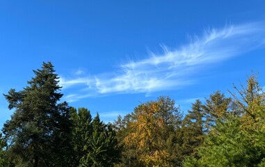 Autumn forest and beautiful sky