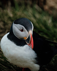 Naklejka premium Close-up portrait of an Atlantic puffin in Borgafjordur Eystri, East Iceland...