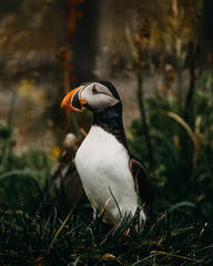 Naklejka premium Atlantic puffin standing in lush green grass in Borgafjordur Eystri, Iceland.