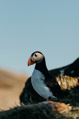Majestic Atlantic puffin in Borgarfjörður Eystri, East Iceland, against a blue sky
