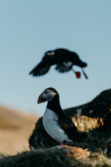 Atlantic puffins on a coastal cliff in Borgarfjörður Eystri, East Iceland