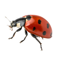 Ladybug: High-Res Closeup Image