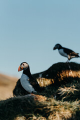 Atlantic puffins perched on grassy cliffs in Borgarfjörður Eystri, East Iceland