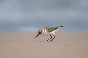 Kentish plover - Anarhynchus alexandrinus with shellfish in beak on sand with sea water and sand in background, Photo from Nilaveli Beach in Sri Lanka. Copy space right. A. a. seebohmi.