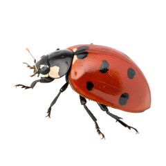 Fototapeta premium Ladybug Image: High-Res Stock Photo
