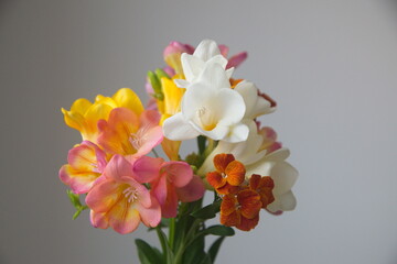 Pink - Orange Freesia, genus Anomatheca