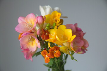 Pink - Orange Freesia, genus Anomatheca