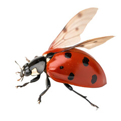 Flying Ladybug: High-Res Insect Photo