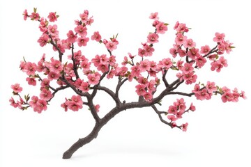 Fototapeta premium Cherry blossom tree branch with small pink flowers blooming isolated on white background for springtime inspiration