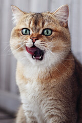 portrait of a cat , pet, british shorthair cat