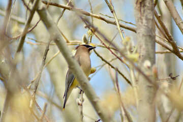 bird on a branch