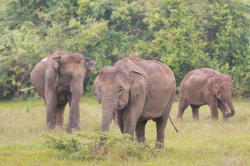 Fototapeta premium Herd of Sri Lankan elephants - Elephas maximus maximus grazin on meadow. Subspecies of Asian elephant. Photo from Wasgamuwa National Park in Sri Lanka. Native to Sri Lanka.