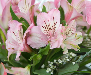Bouquet with pink Peruvian lily, lily of the Incas, with light pink flowers