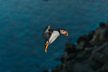 Atlantic puffin in mid-flight over rocky terrain at Borgarfj&ouml;r&eth;ur Eystri, East Iceland