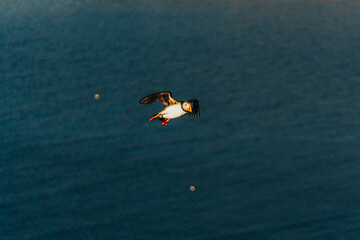 Atlantic puffin soaring over the ocean at Borgarfjörður Eystri, East Iceland