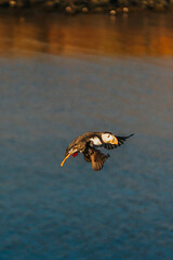 Atlantic puffin soaring over the ocean at Borgarfjörður Eystri, East Iceland